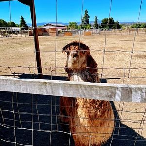 Meet your Posher, Xiaomin